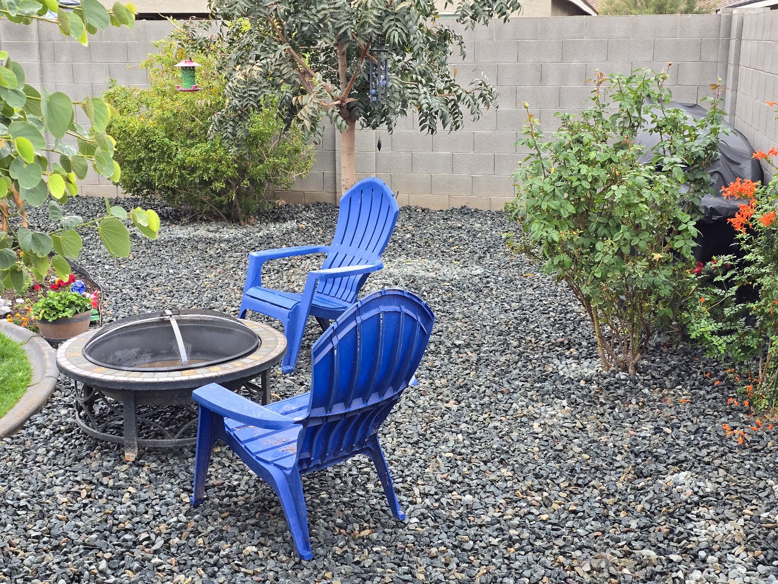 Finished backyard with new turf